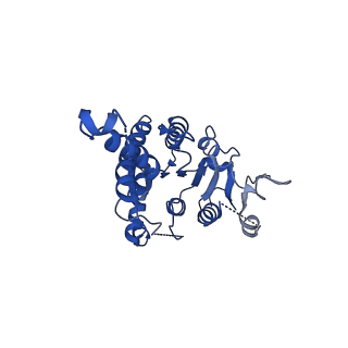 32875_7wx3_B_v1-0
GK domain of Drosophila P5CS filament with glutamate, ATP, and NADPH