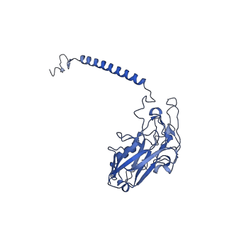32895_7wyv_D_v1-0
Cryo-EM structure of Na+,K+-ATPase in the E2P state formed by ATP in the presence of 40 mM Mg2+