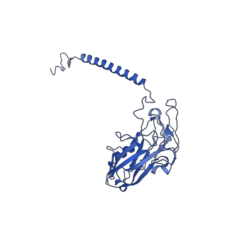 32897_7wyx_D_v1-0
Cryo-EM structure of Na+,K+-ATPase in the E2P state formed by ATP with istaroxime