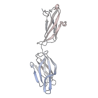 32920_7x08_J_v1-0
S protein of SARS-CoV-2 in complex with 2G1