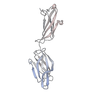 32920_7x08_J_v2-0
S protein of SARS-CoV-2 in complex with 2G1