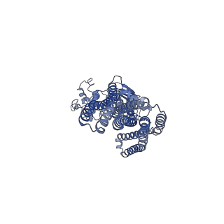 32951_7x1w_A_v1-0
Cryo-EM structure of human ABCD1 E630Q in the presence of ATP in inward-facing state