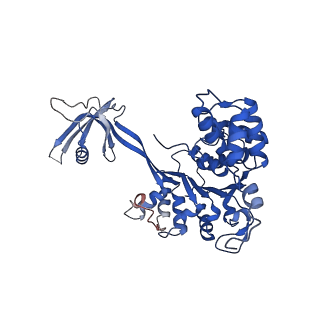 37988_8x19_P_v1-0
Structure of nucleosome-bound SRCAP-C in the ADP-BeFx-bound state
