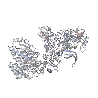 22006_6x2f_A_v1-1
Mfd-bound E.coli RNA polymerase elongation complex - L2 state