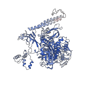 22006_6x2f_I_v1-1
Mfd-bound E.coli RNA polymerase elongation complex - L2 state