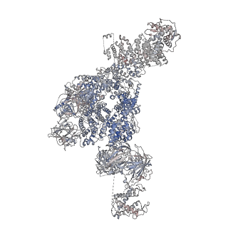 22016_6x33_B_v1-2
Wt pig RyR1 in complex with apoCaM, EGTA condition (class 3, open)