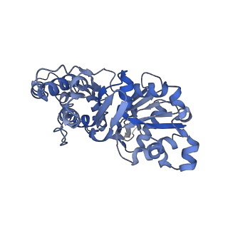 22067_6x5z_A_v1-3
Bovine Cardiac Myosin in Complex with Chicken Skeletal Actin and Human Cardiac Tropomyosin in the Rigor State