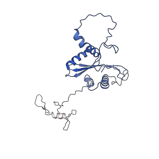 22081_6x6s_IA_v1-2
Cryo-EM Structure of the Helicobacter pylori OMC