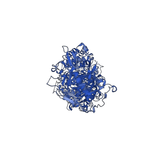 33040_7x7a_A_v1-1
Cryo-EM structure of SbCas7-11 in complex with crRNA and target RNA