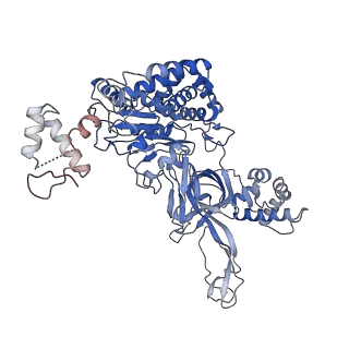 38111_8x7u_D_v1-0
MCM in complex with dsDNA in presence of ATP.