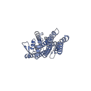 38134_8x83_C_v1-2
The cryo-EM structure of insect gustatory receptor Gr43a I418A from Drosophila melanogaster in complex with fructose