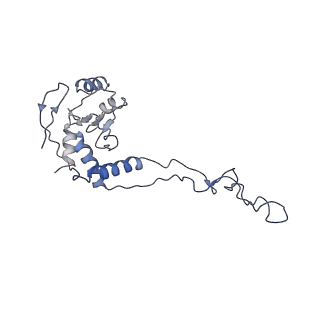 6711_5x8t_E_v1-5
Structure of the 50S large subunit of chloroplast ribosome from spinach