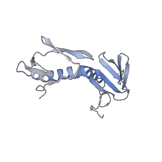 6711_5x8t_G_v1-4
Structure of the 50S large subunit of chloroplast ribosome from spinach