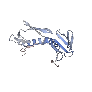 6711_5x8t_G_v1-5
Structure of the 50S large subunit of chloroplast ribosome from spinach