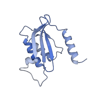6711_5x8t_P_v1-4
Structure of the 50S large subunit of chloroplast ribosome from spinach