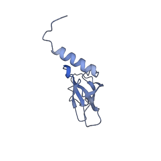 6711_5x8t_Q_v1-4
Structure of the 50S large subunit of chloroplast ribosome from spinach