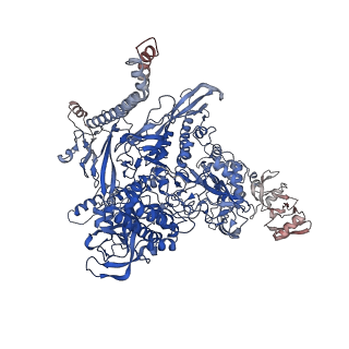 22114_6xas_I_v1-2
CryoEM Structure of E. coli Rho-dependent Transcription Pre-termination Complex