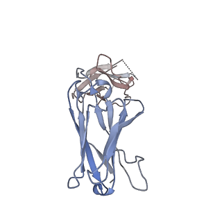 22137_6xdg_C_v1-2
Complex of SARS-CoV-2 receptor binding domain with the Fab fragments of two neutralizing antibodies