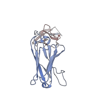 22137_6xdg_C_v2-2
Complex of SARS-CoV-2 receptor binding domain with the Fab fragments of two neutralizing antibodies