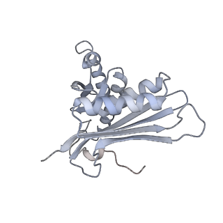 22142_6xdr_I_v1-2
Escherichia coli transcription-translation complex B (TTC-B) containing an 27 nt long mRNA spacer, NusG, and fMet-tRNAs at E-site and P-site