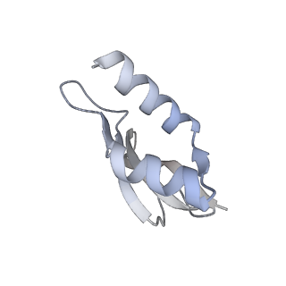 22142_6xdr_U_v1-2
Escherichia coli transcription-translation complex B (TTC-B) containing an 27 nt long mRNA spacer, NusG, and fMet-tRNAs at E-site and P-site