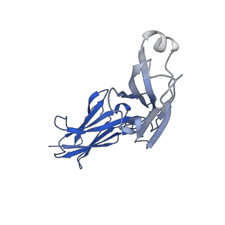 33151_7xdl_G_v1-0
Cryo-EM structure of SARS-CoV-2 Delta Spike protein in complex with BA7208 and BA7125 fab