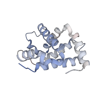 33189_7xgy_C_v1-1
cryo-EM structure of hemoglobin