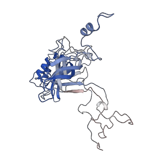 22198_6xir_B_v1-2
Cryo-EM Structure of K63 Ubiquitinated Yeast Translocating Ribosome under Oxidative Stress