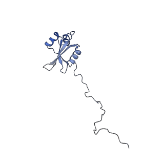 22198_6xir_X_v1-2
Cryo-EM Structure of K63 Ubiquitinated Yeast Translocating Ribosome under Oxidative Stress