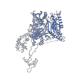 33240_7xk1_A_v1-1
Cryo-EM structure of Oryza sativa plastid glycyl-tRNA synthetase in complex with two tRNAs (both in tRNA binding states)