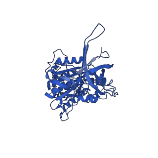 33251_7xkh_D_v1-1
Nucleotide-depleted F1 domain of FoF1-ATPase from Bacillus PS3, state1