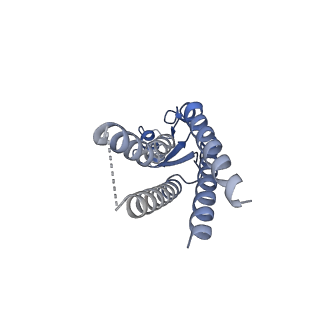 33254_7xki_G_v1-0
Human Cx36/GJD2 (N-terminal deletion BRIL-fused mutant) gap junction channel in soybean lipids (D6 symmetry)
