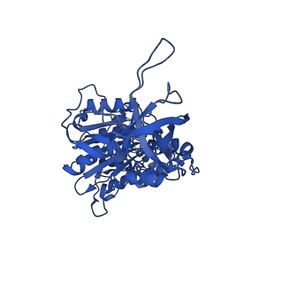 33264_7xkq_D_v1-1
F1 domain of FoF1-ATPase with the down form of epsilon subunit from Bacillus PS3