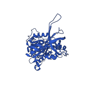 33265_7xkr_D_v1-1
F1 domain of FoF1-ATPase with the up form of epsilon subunit from Bacillus PS3