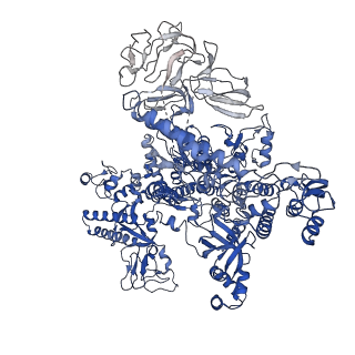 22236_6xl9_D_v1-2
Cryo-EM structure of EcmrR-RNAP-promoter initial transcribing complex with 3-nt RNA transcript (EcmrR-RPitc-3nt)