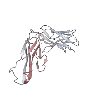 33286_7xlt_H_v1-2
Cryo-EM Structure of R-loop monoclonal antibody S9.6 in recognizing RNA:DNA hybrids