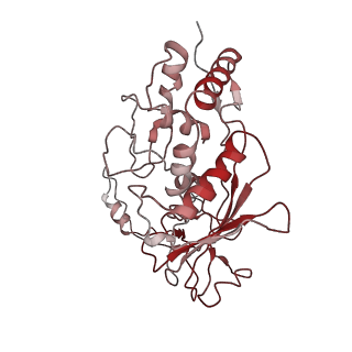 6729_5xlo_D_v1-1
Anti-CRISPR proteins AcrF1/2 bound to Csy surveillance complex with a 32nt spacer crRNA backbone region