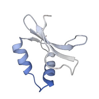 6729_5xlo_N_v1-0
Anti-CRISPR proteins AcrF1/2 bound to Csy surveillance complex with a 32nt spacer crRNA backbone region