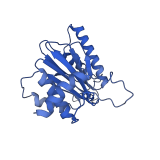 22259_6xmj_A_v1-1
Human 20S proteasome bound to an engineered 11S (PA26) activator