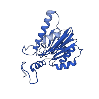 22259_6xmj_E_v1-1
Human 20S proteasome bound to an engineered 11S (PA26) activator