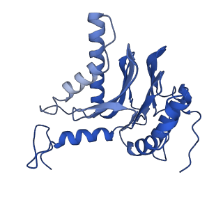 22259_6xmj_F_v1-1
Human 20S proteasome bound to an engineered 11S (PA26) activator