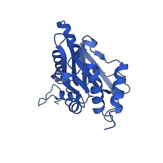 22259_6xmj_G_v1-1
Human 20S proteasome bound to an engineered 11S (PA26) activator
