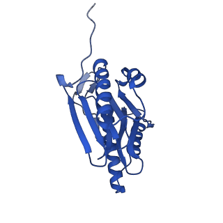 22259_6xmj_H_v1-1
Human 20S proteasome bound to an engineered 11S (PA26) activator