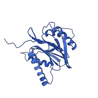 22259_6xmj_M_v1-1
Human 20S proteasome bound to an engineered 11S (PA26) activator