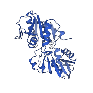 33309_7xn3_C_v1-1
E.coli phosphoribosylpyrophosphate (PRPP) synthetase type B filament bound with Pi