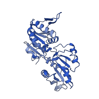 33309_7xn3_D_v1-1
E.coli phosphoribosylpyrophosphate (PRPP) synthetase type B filament bound with Pi