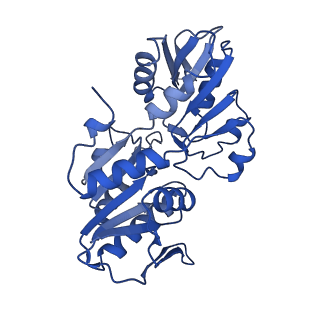 33309_7xn3_E_v1-1
E.coli phosphoribosylpyrophosphate (PRPP) synthetase type B filament bound with Pi