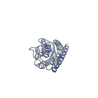 33315_7xnh_F_v1-0
Human Cx36/GJD2 gap junction channel with pore-lining N-terminal helices in soybean lipids
