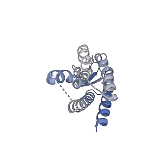 33315_7xnh_G_v1-0
Human Cx36/GJD2 gap junction channel with pore-lining N-terminal helices in soybean lipids