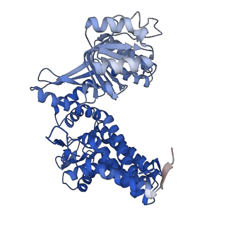 33350_7xok_D_v1-0
Cryo-EM structure of double occupied ring (DOR) of GroEL-UGT1A complex at 2.7 Ang. resolution